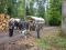 Bild#7(1. Mai Planwagenfahrt  18 (15).JPG)